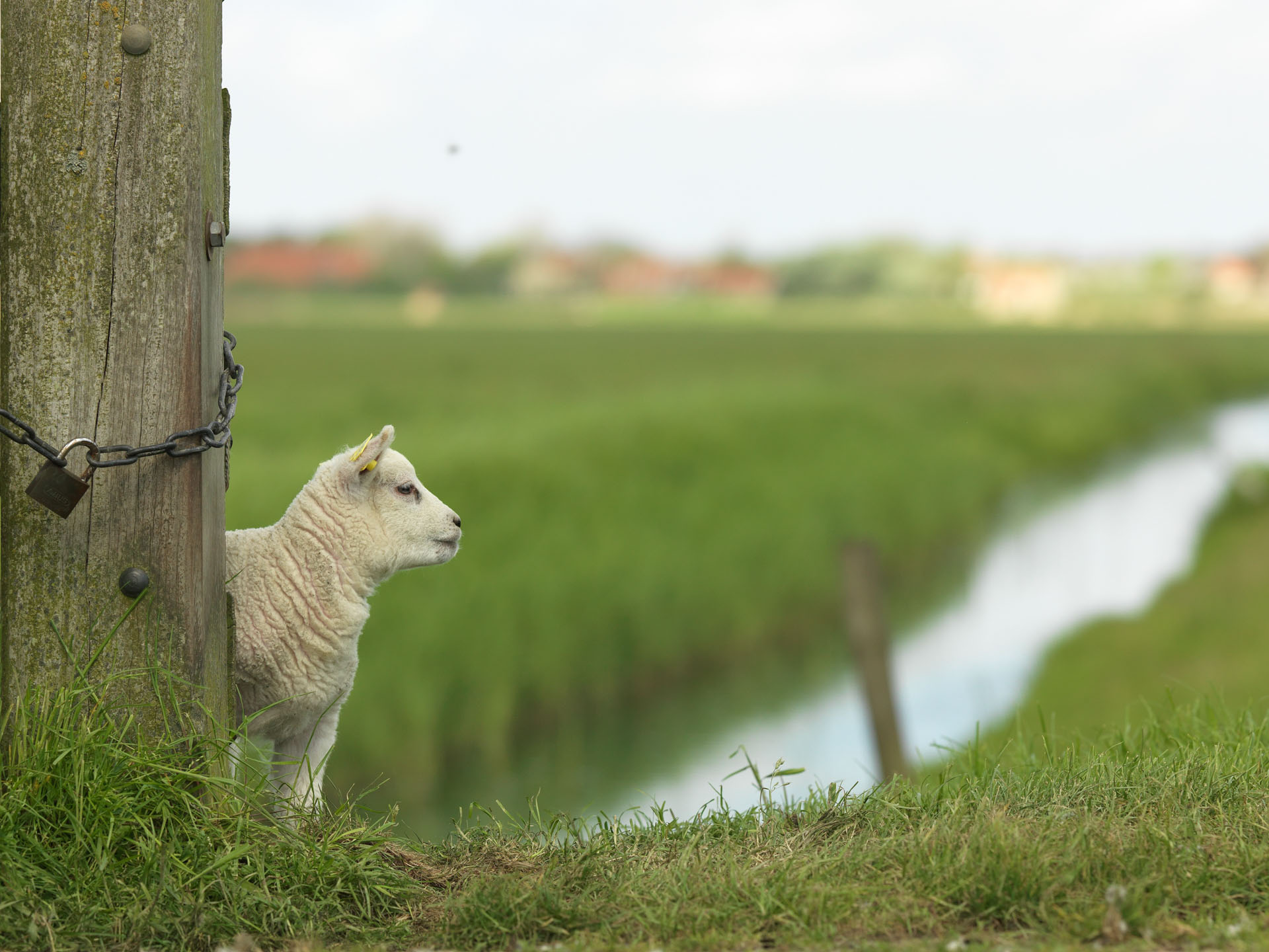 White sheep beside a fence post and a narrow ditch