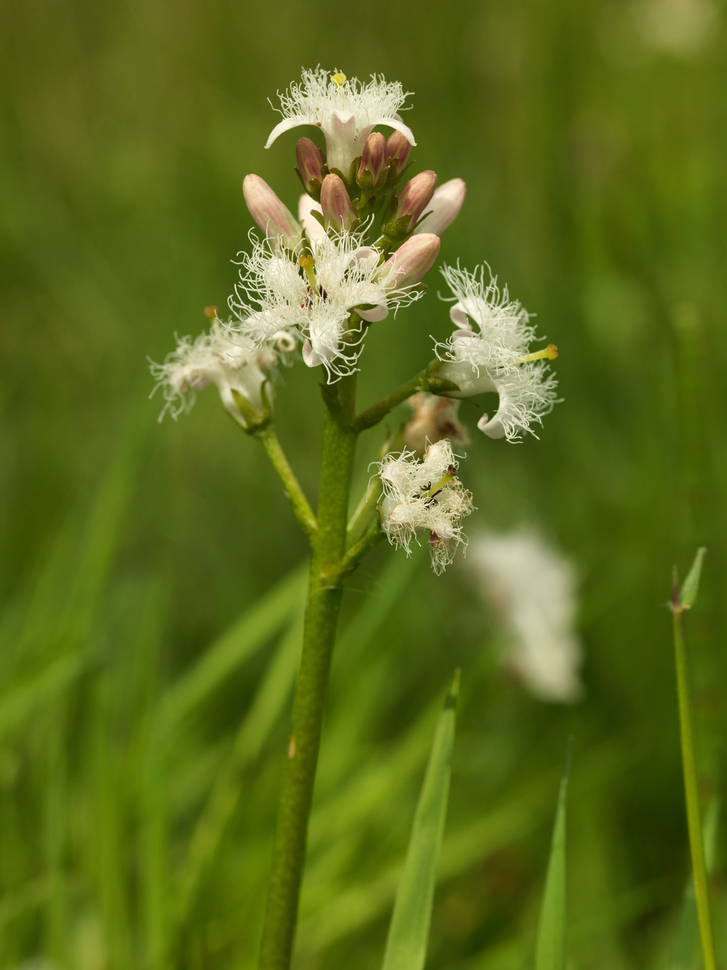 White fringed flowers with pink buds on a green stem