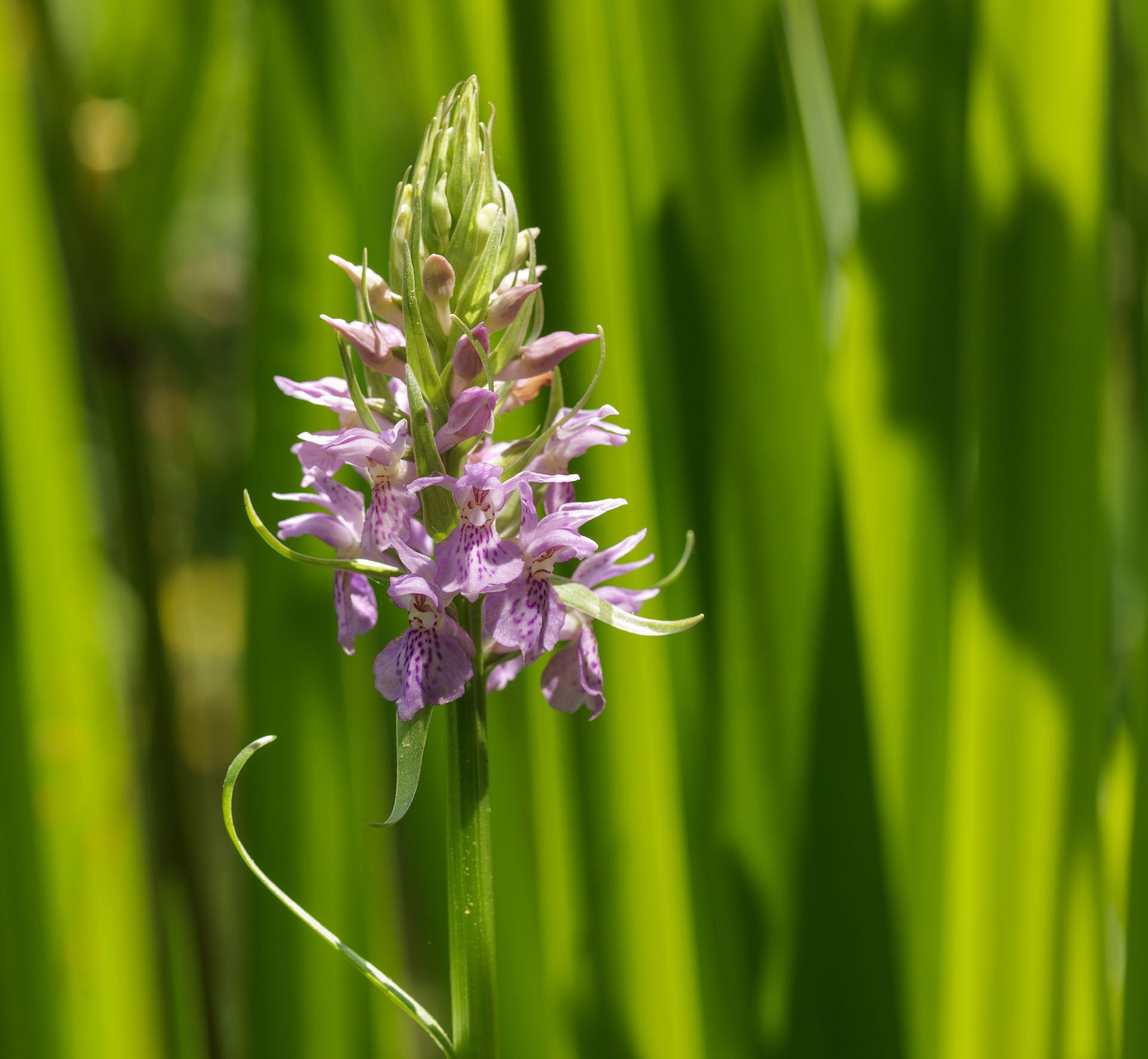 Purple flower spike among green reeds