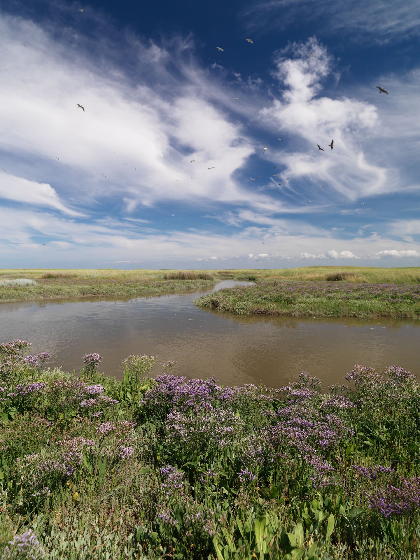 Dune pond surrounded by purple flowers