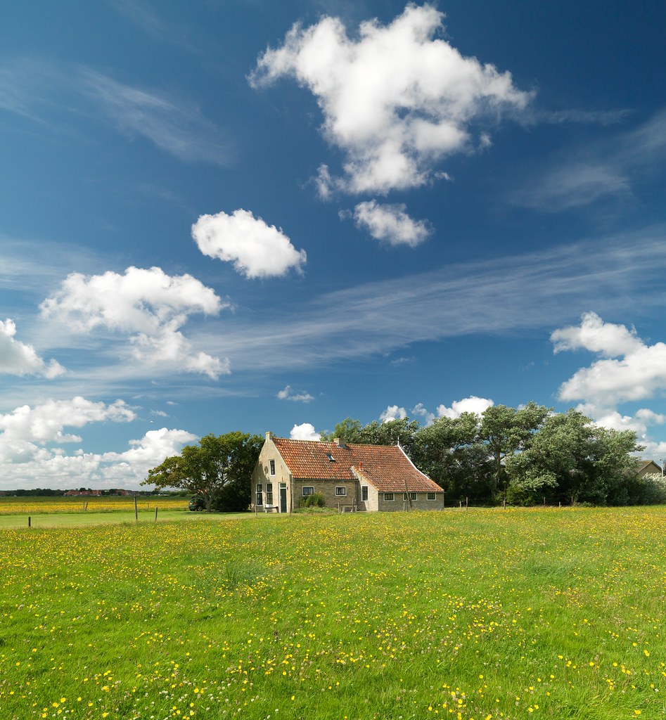 Farmhouse beyond a meadow of yellow flowers