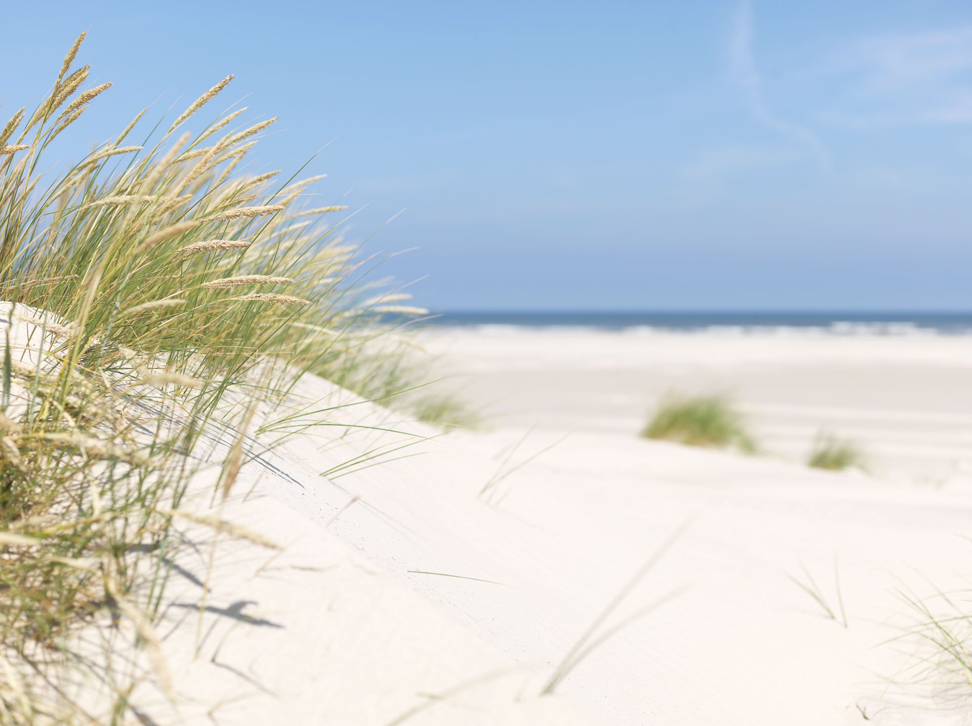 Dune grass on pale sand beneath a blue sky