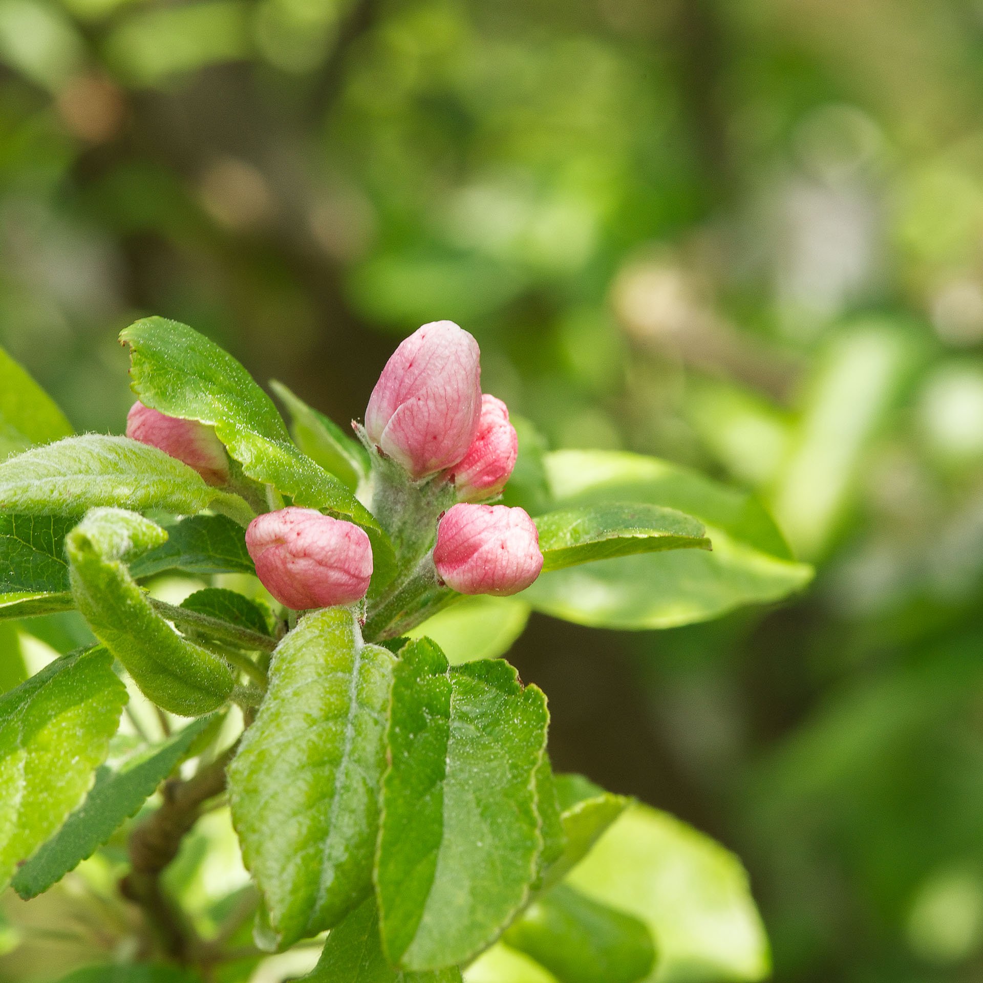 Pink buds among green leaves