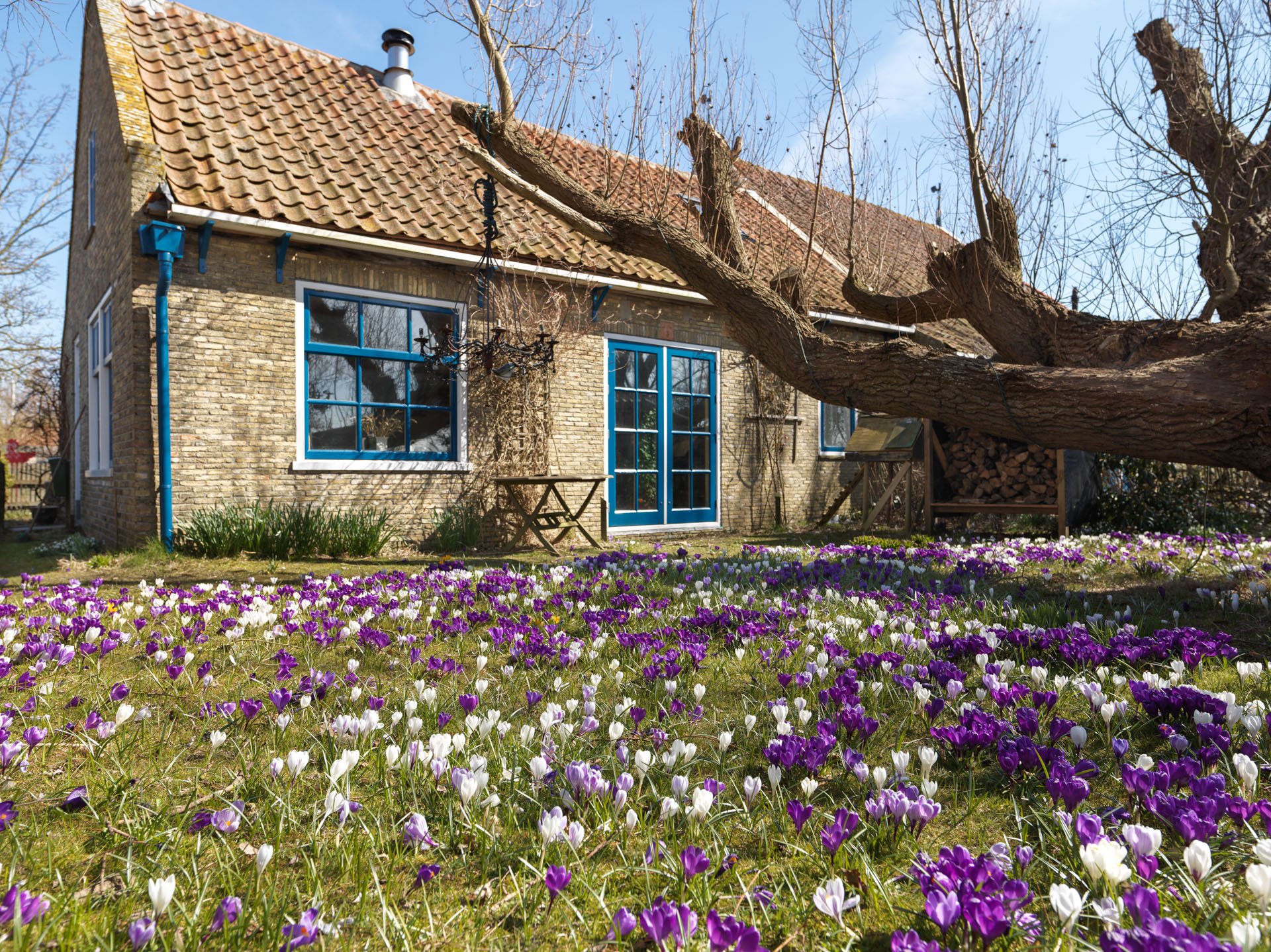 Brick cottage with blue frames and a garden of crocuses