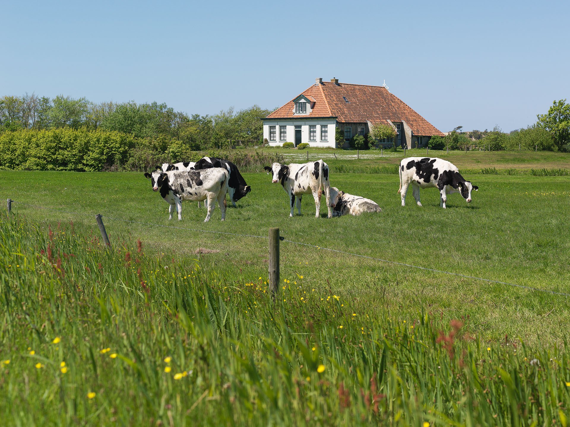 Black and white cows in a meadow beside a farmhouse