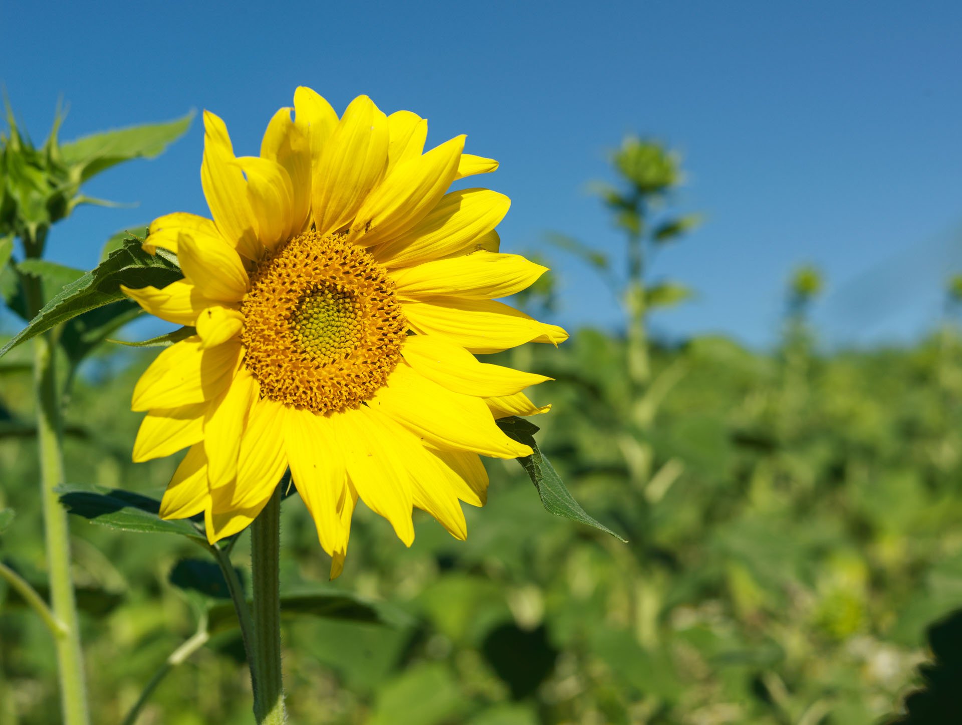 Yellow sunflower against a blue sky