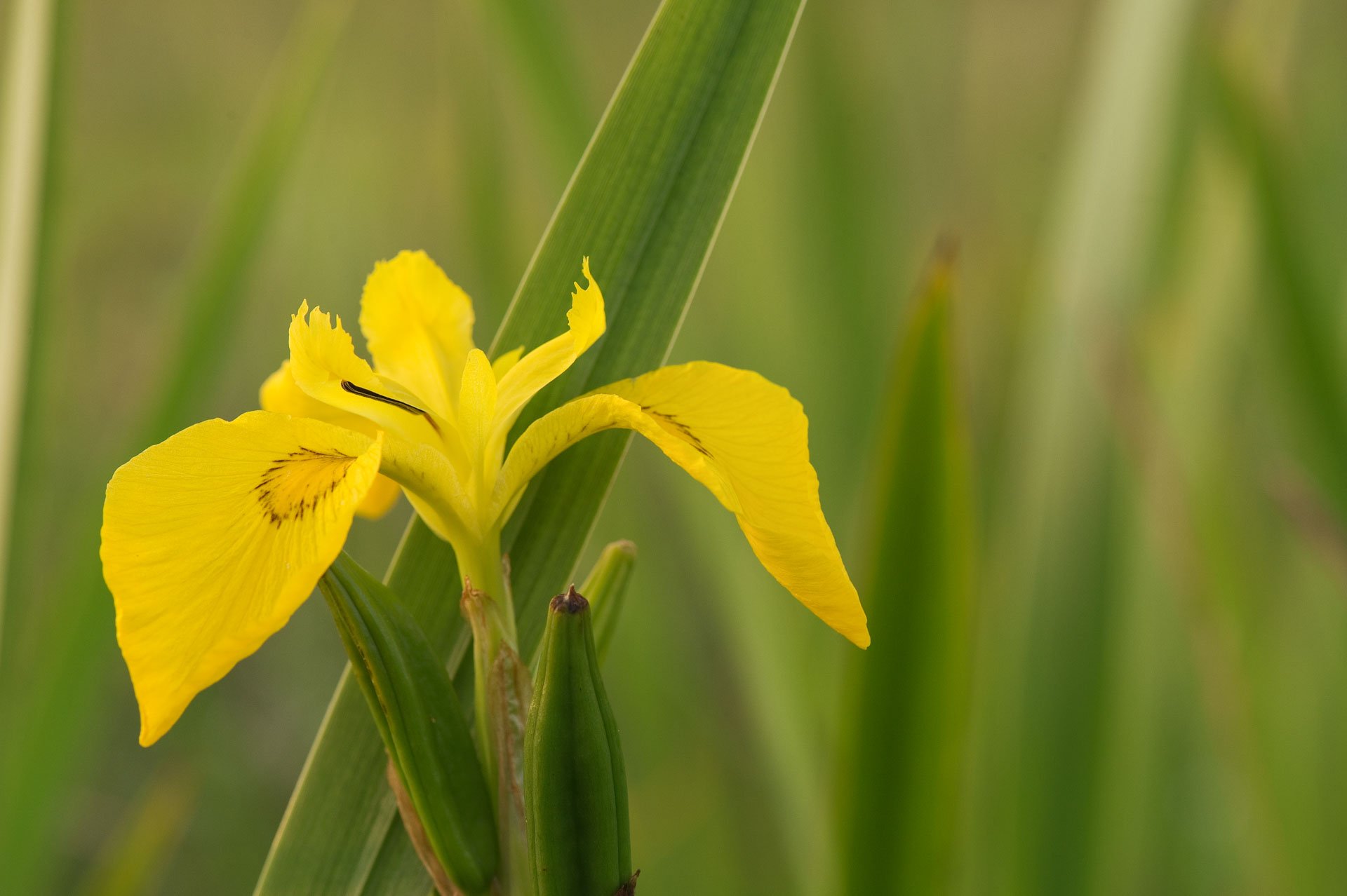 Yellow iris among green leaves