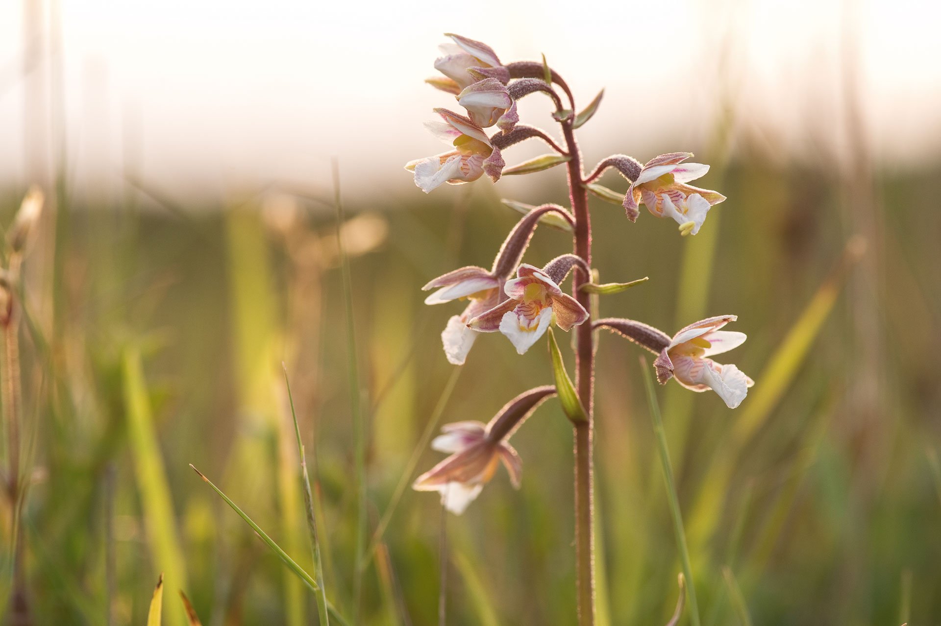 Small pale flowers on a slender stem in backlight