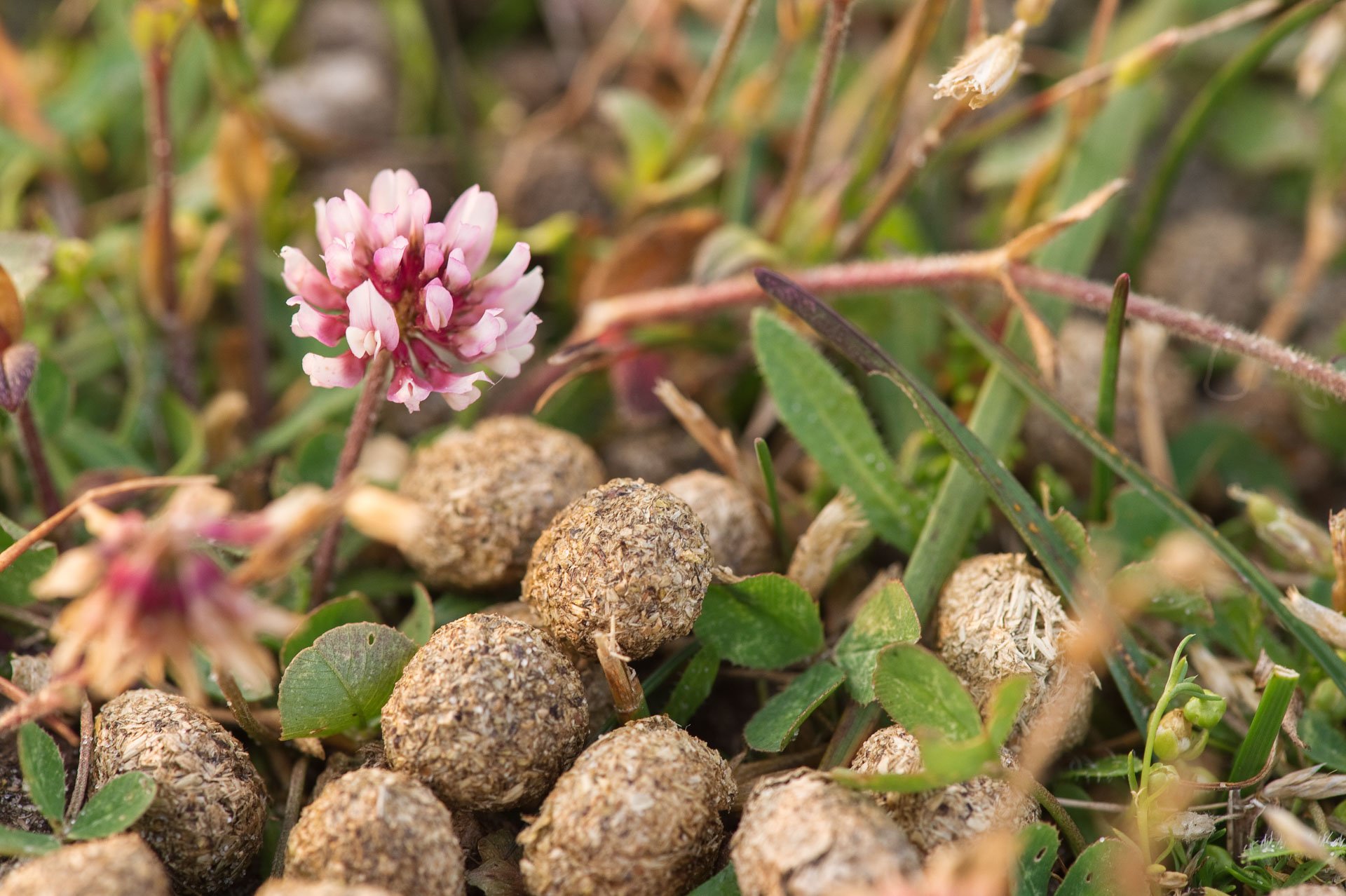 Pink flowers beside round droppings on the ground
