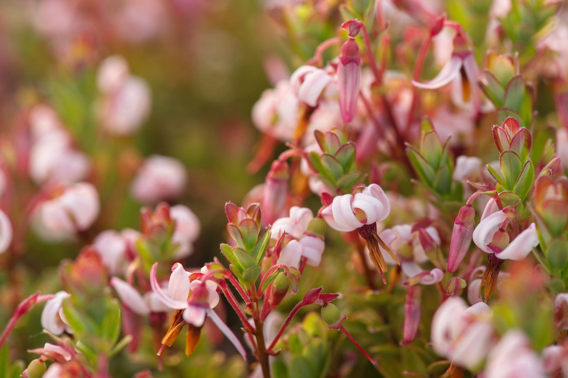Clusters of small pink and white flowers