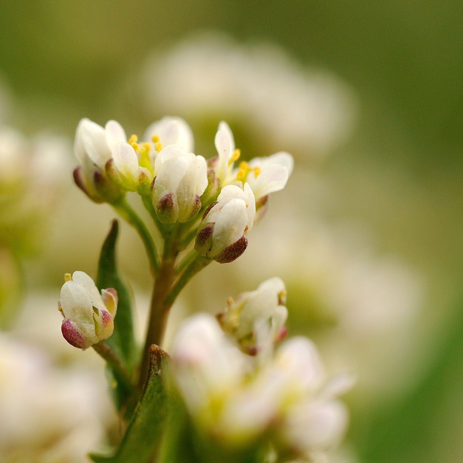 Small white flowers with pink buds
