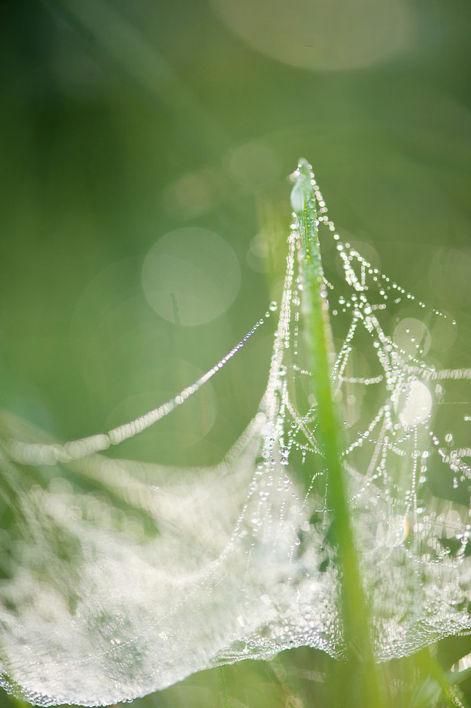 Dew-covered spiderweb between blades of grass