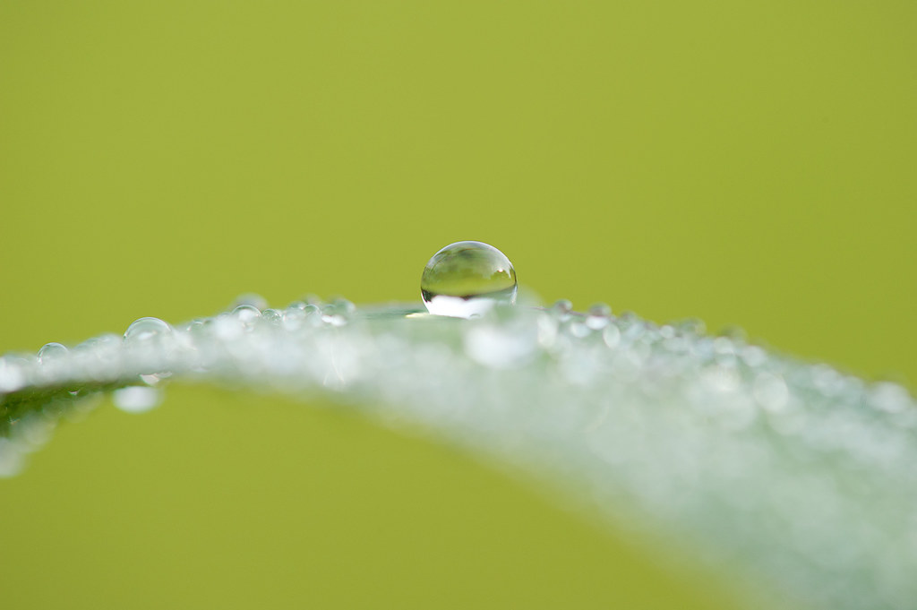 Water droplet on the edge of a green leaf