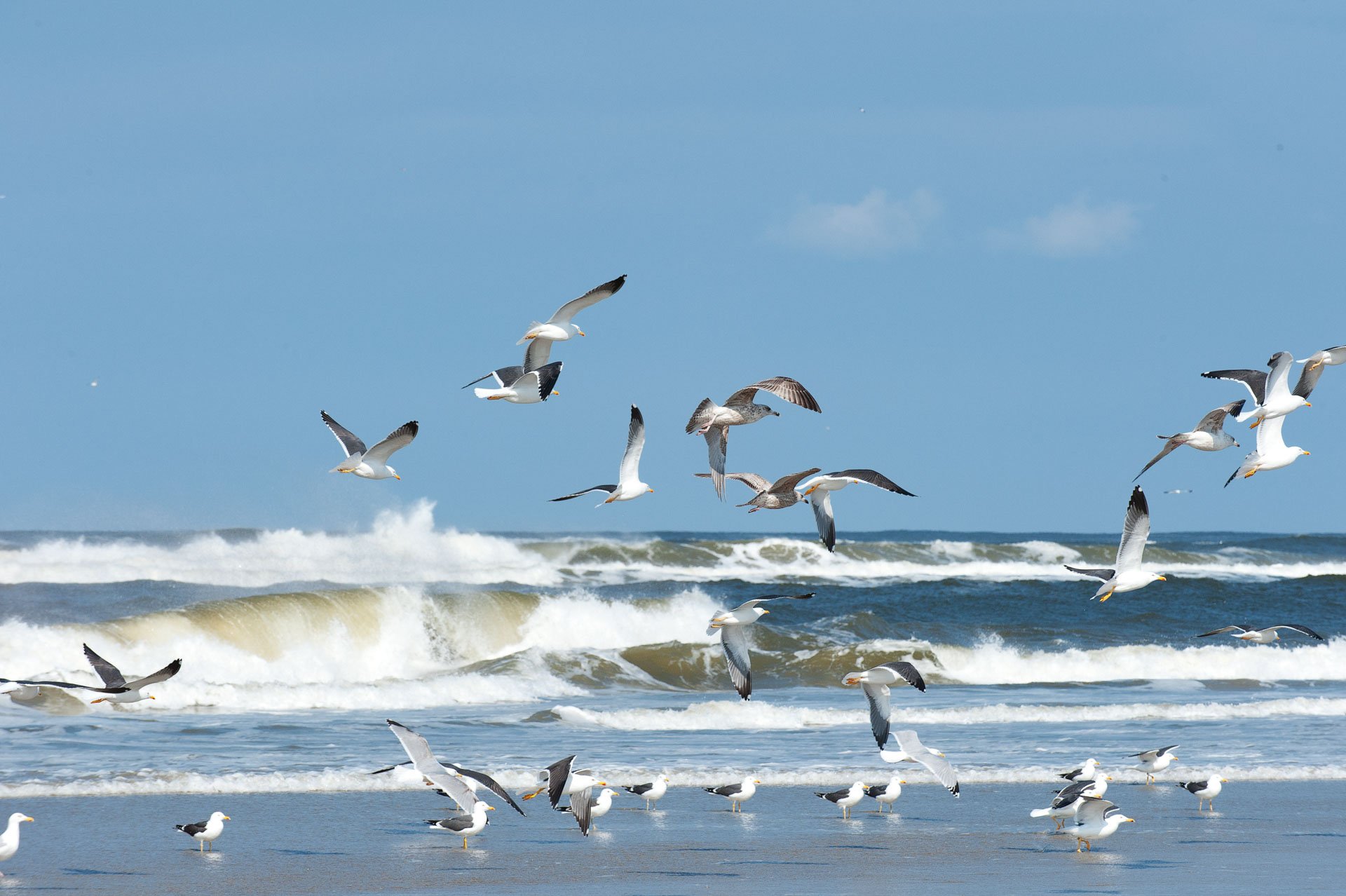Seagulls flying above breaking waves