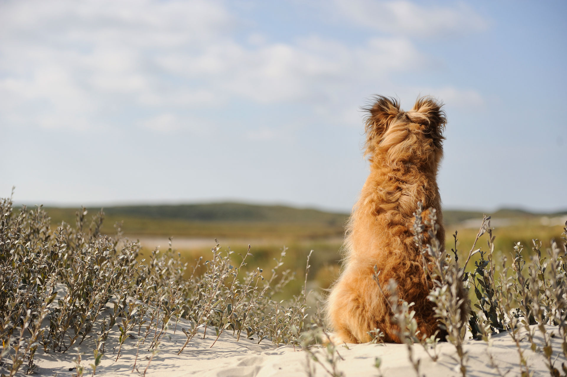 Brown dog sitting among dune plants, viewed from behind