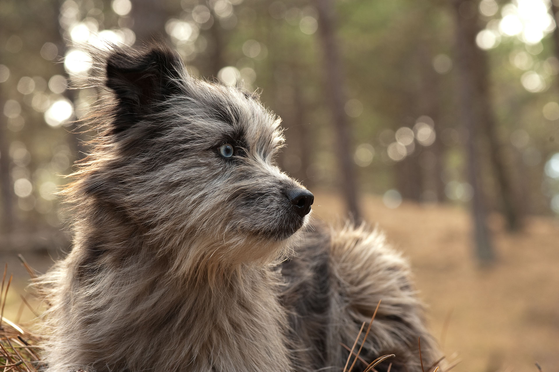 Shaggy grey dog in a sunlit forest