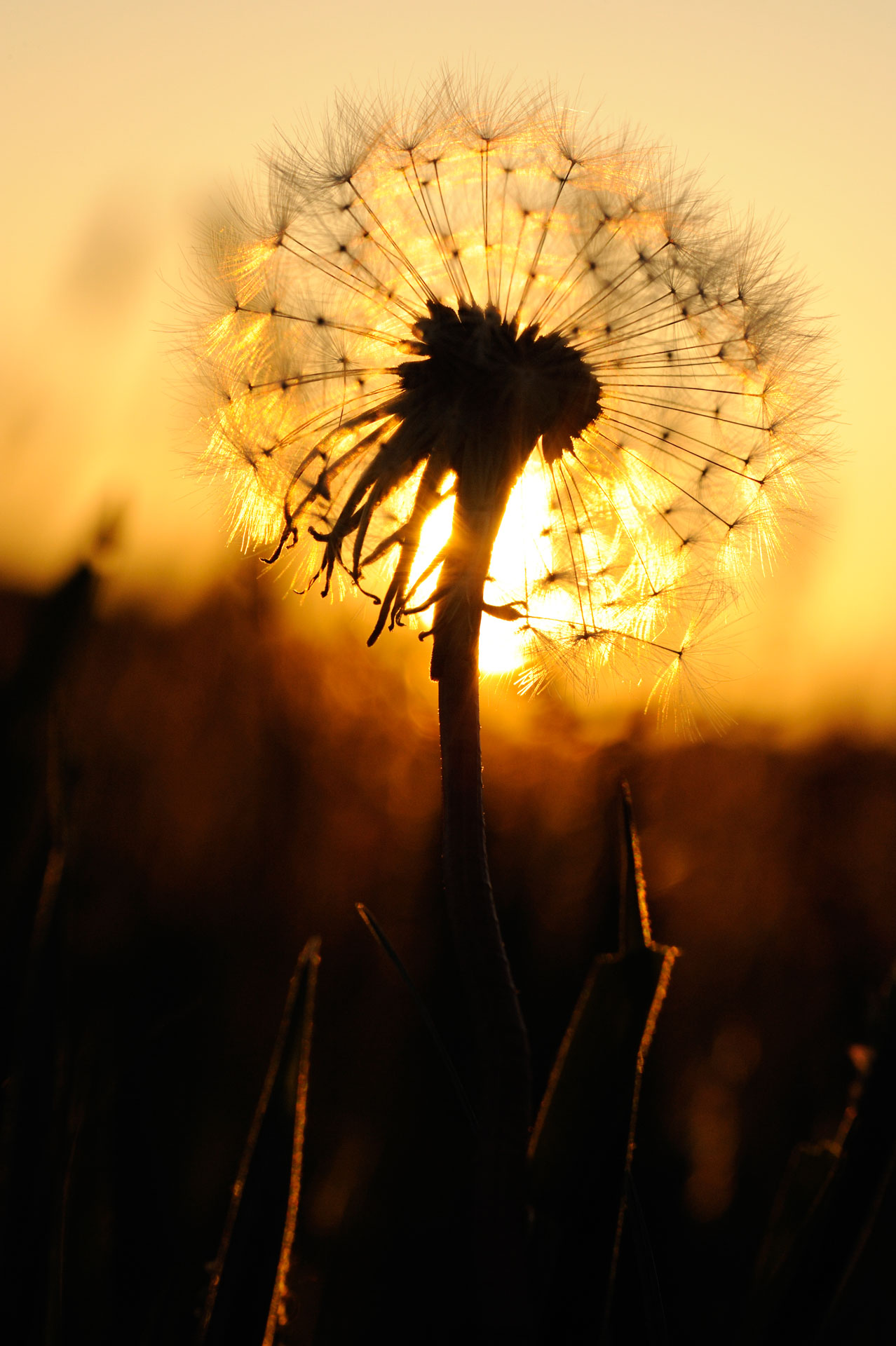 Dandelion seed head silhouetted against the sun