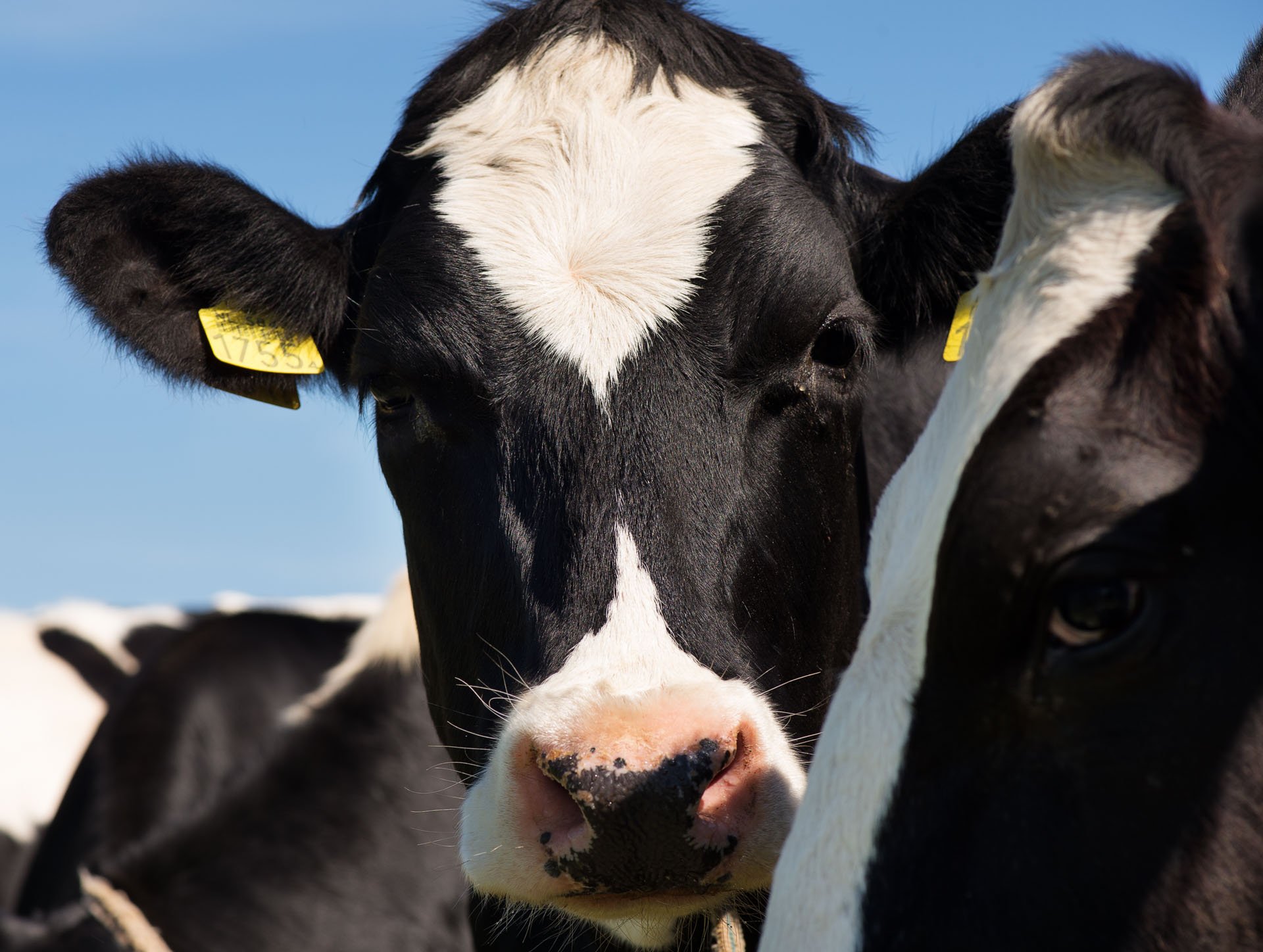Close-up of black and white cows