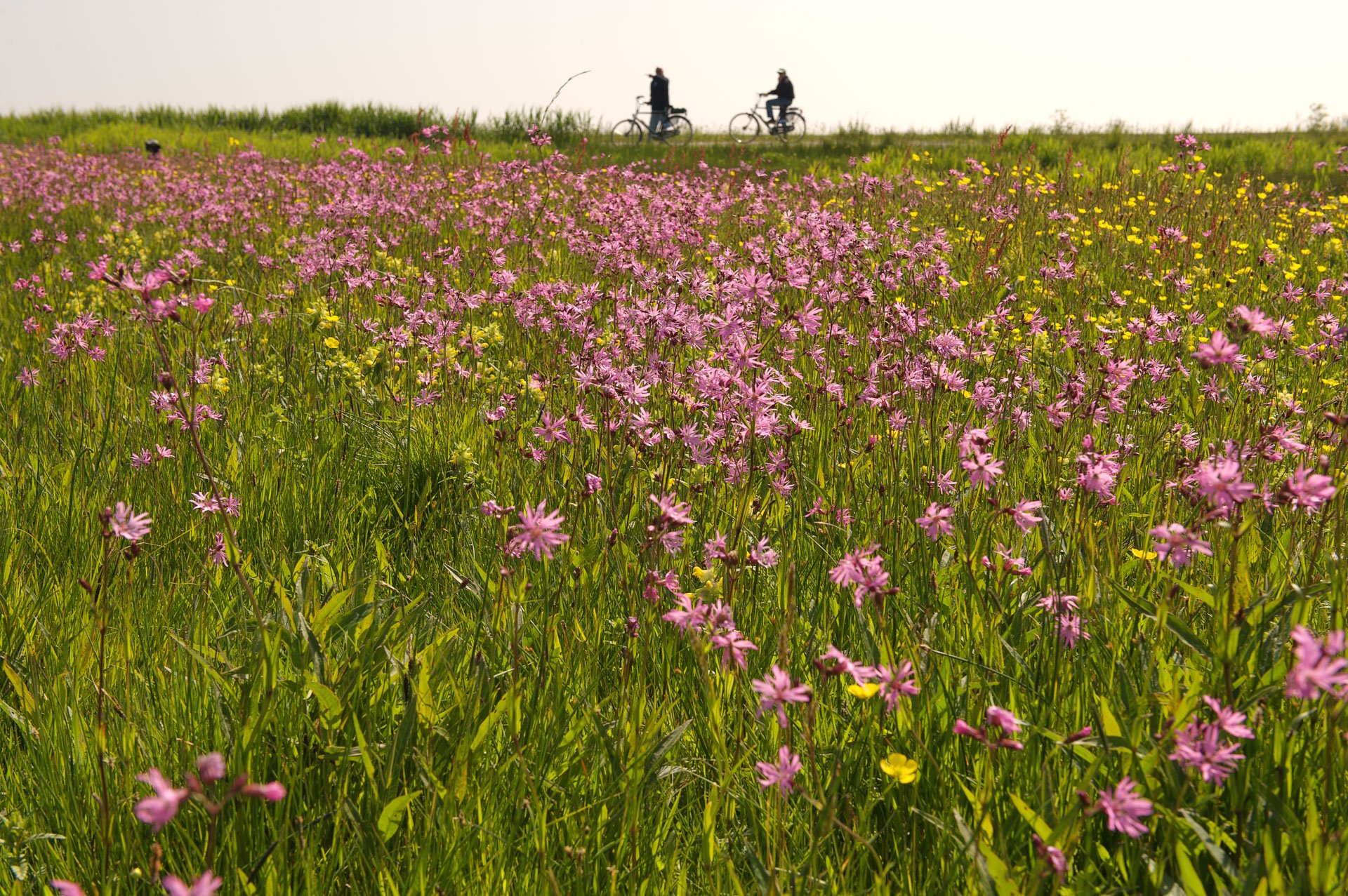 Pink wildflowers across a meadow
