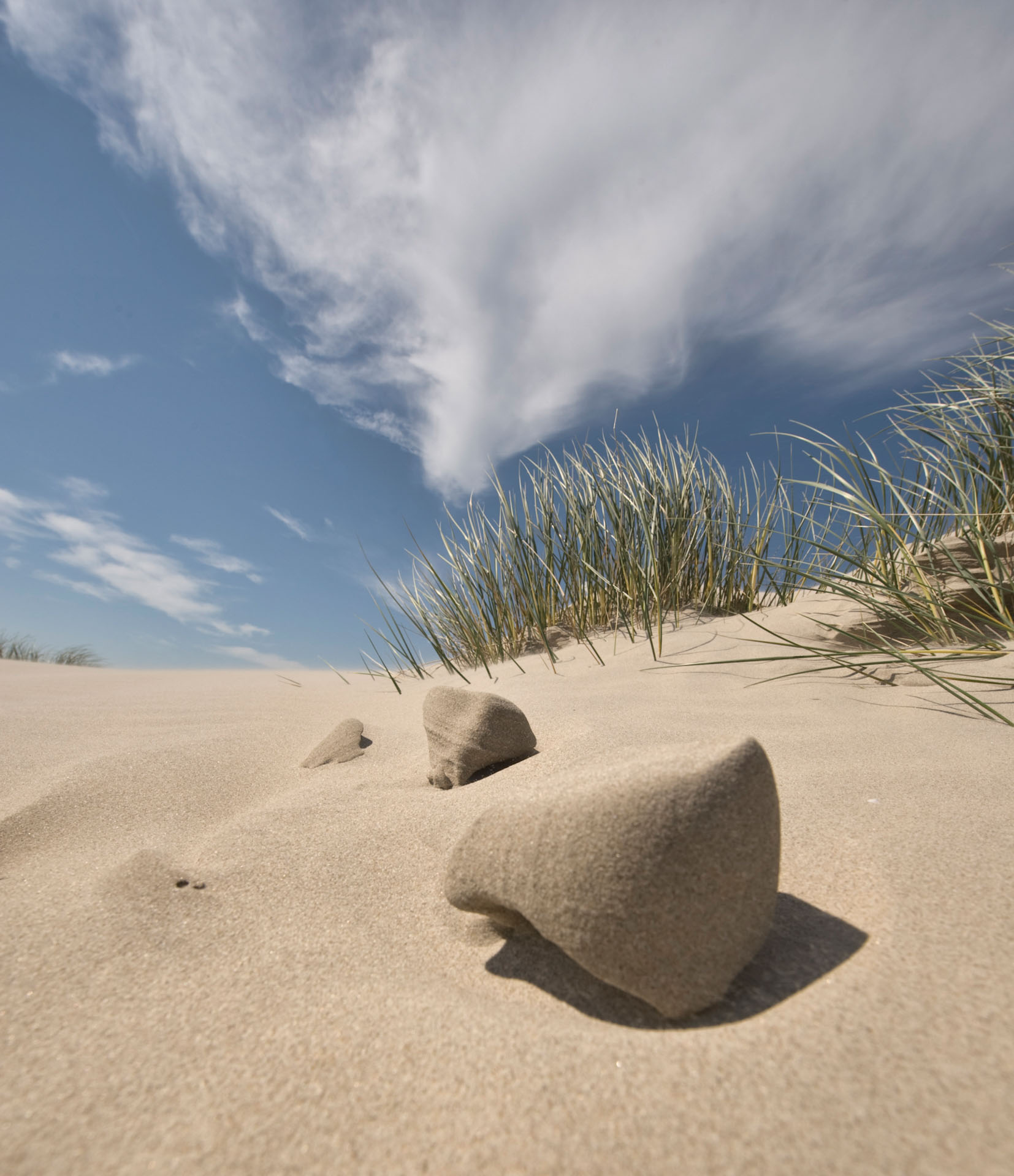 Wind-carved sand shapes and dune grass in portrait view