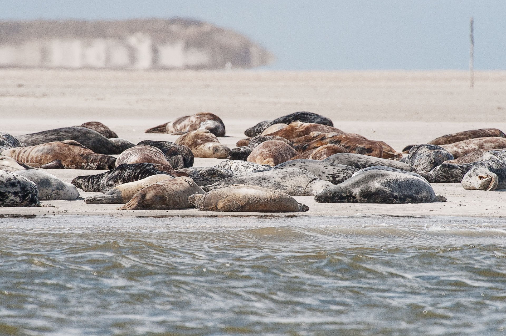 Seals resting together on a sandbank