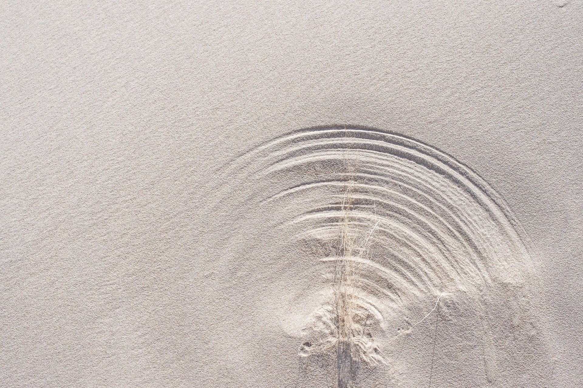 Feather-shaped pattern in pale sand