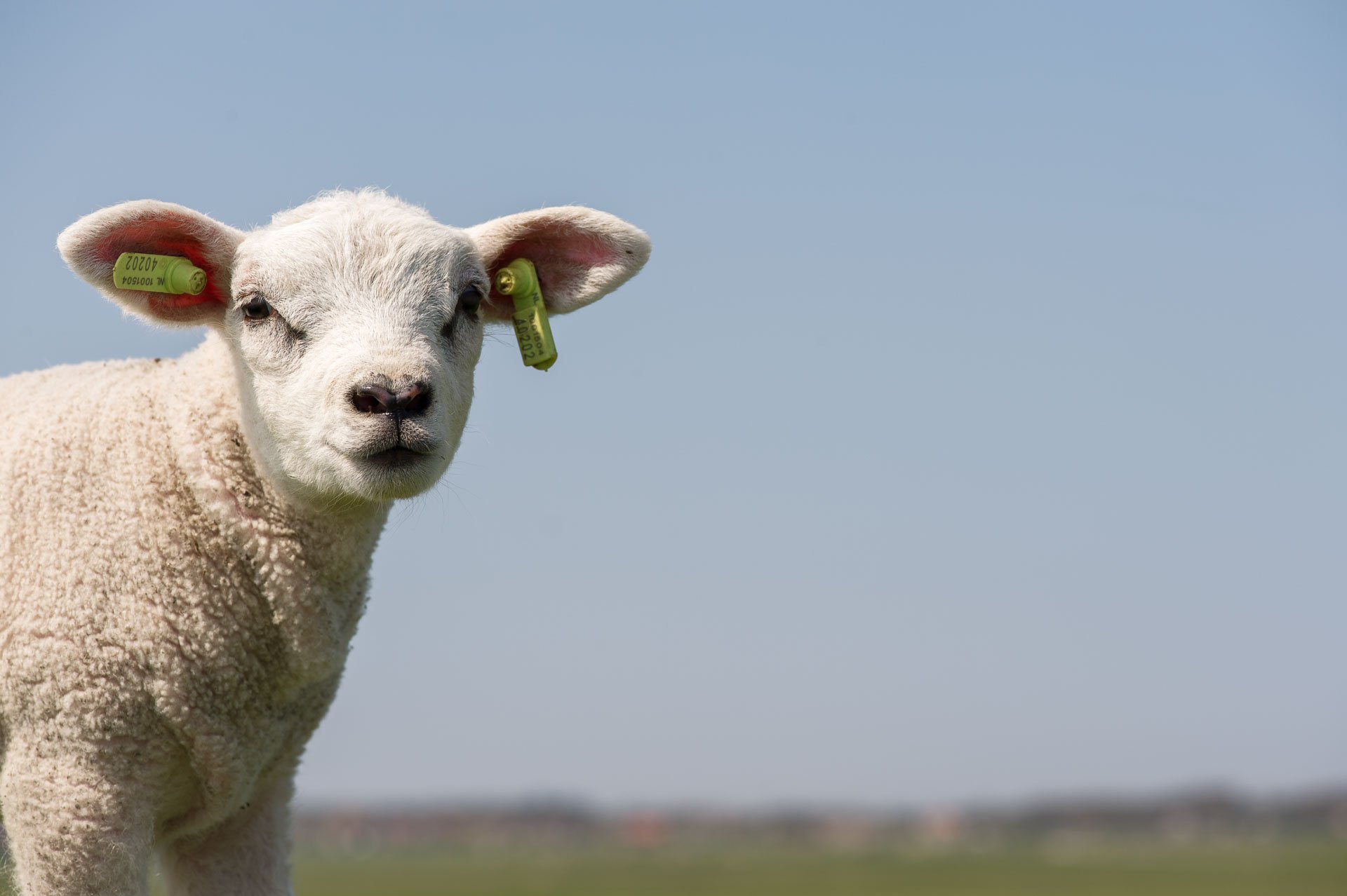 Lamb looking towards the camera
