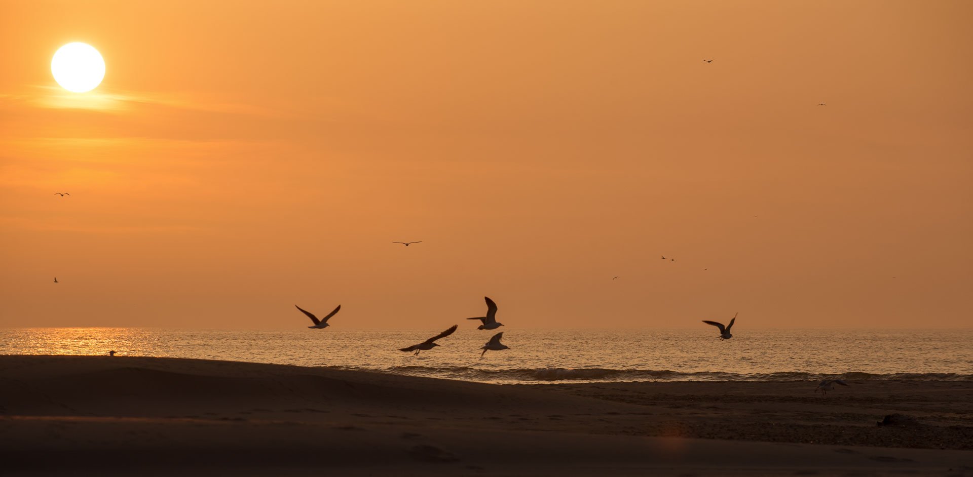 Birds flying over the beach beneath an orange sky