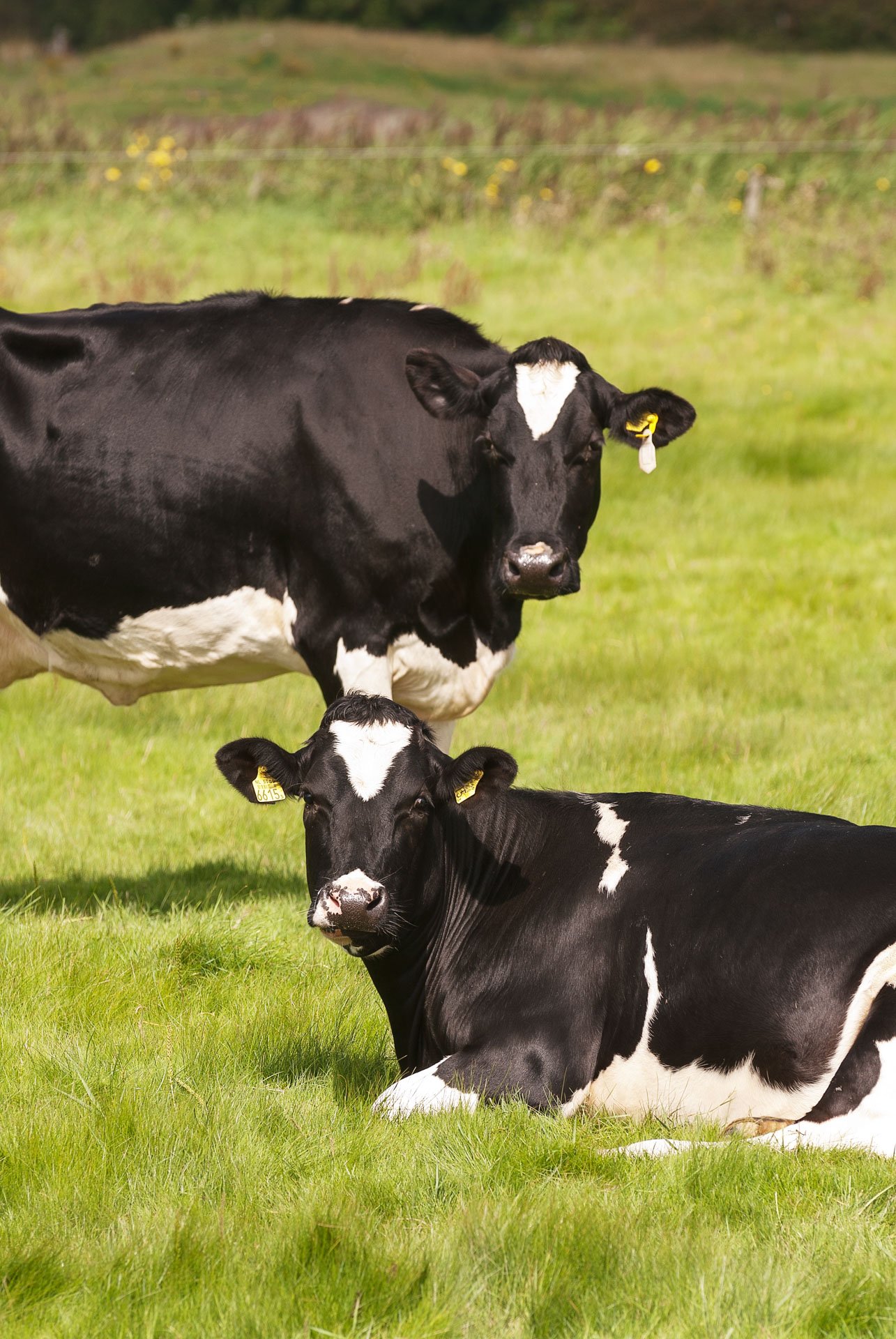 Two black and white cows resting in a green meadow