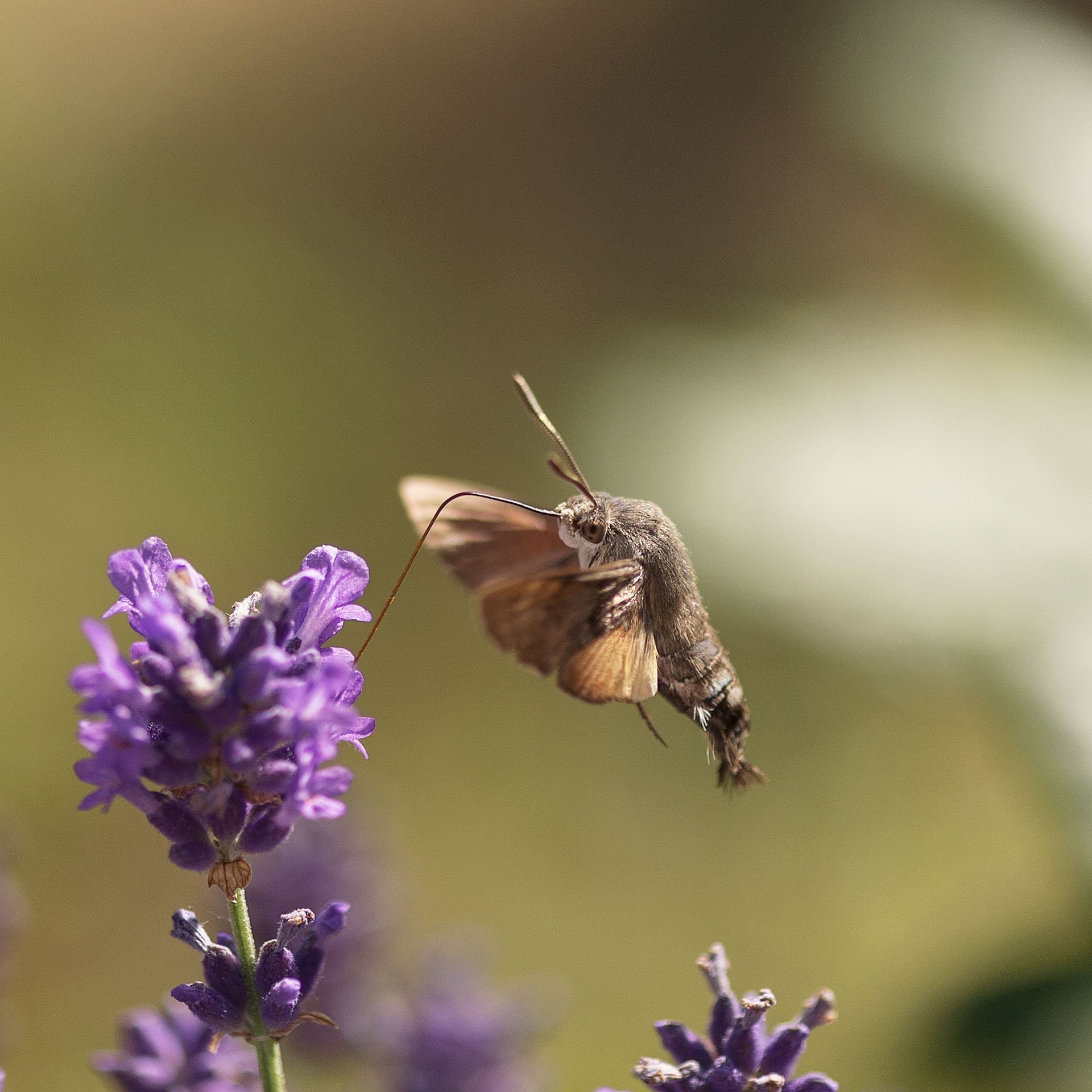 Hovering moth feeding at a purple flower