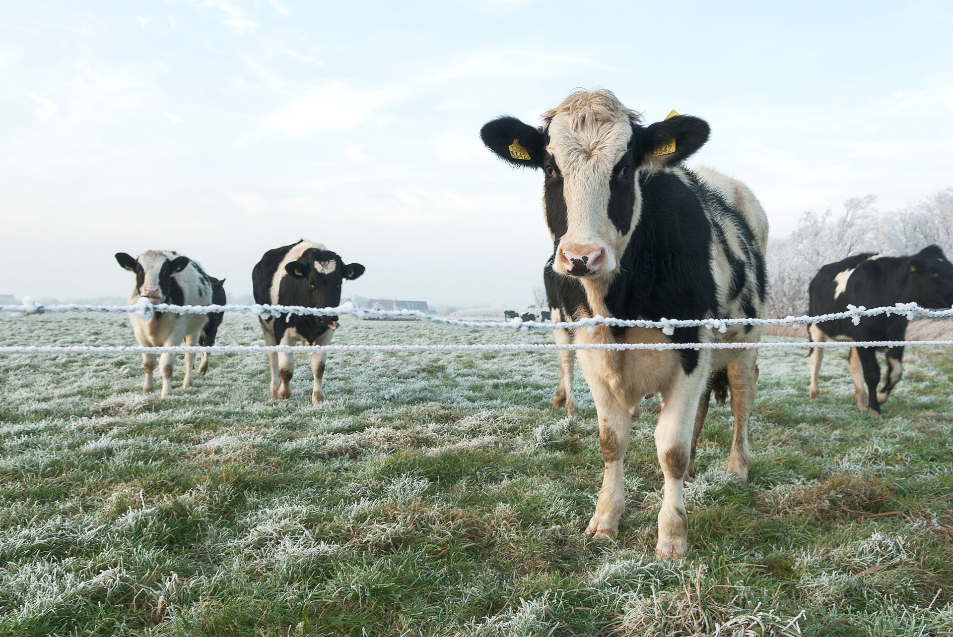 Cow looking over a wire fence with other cows behind