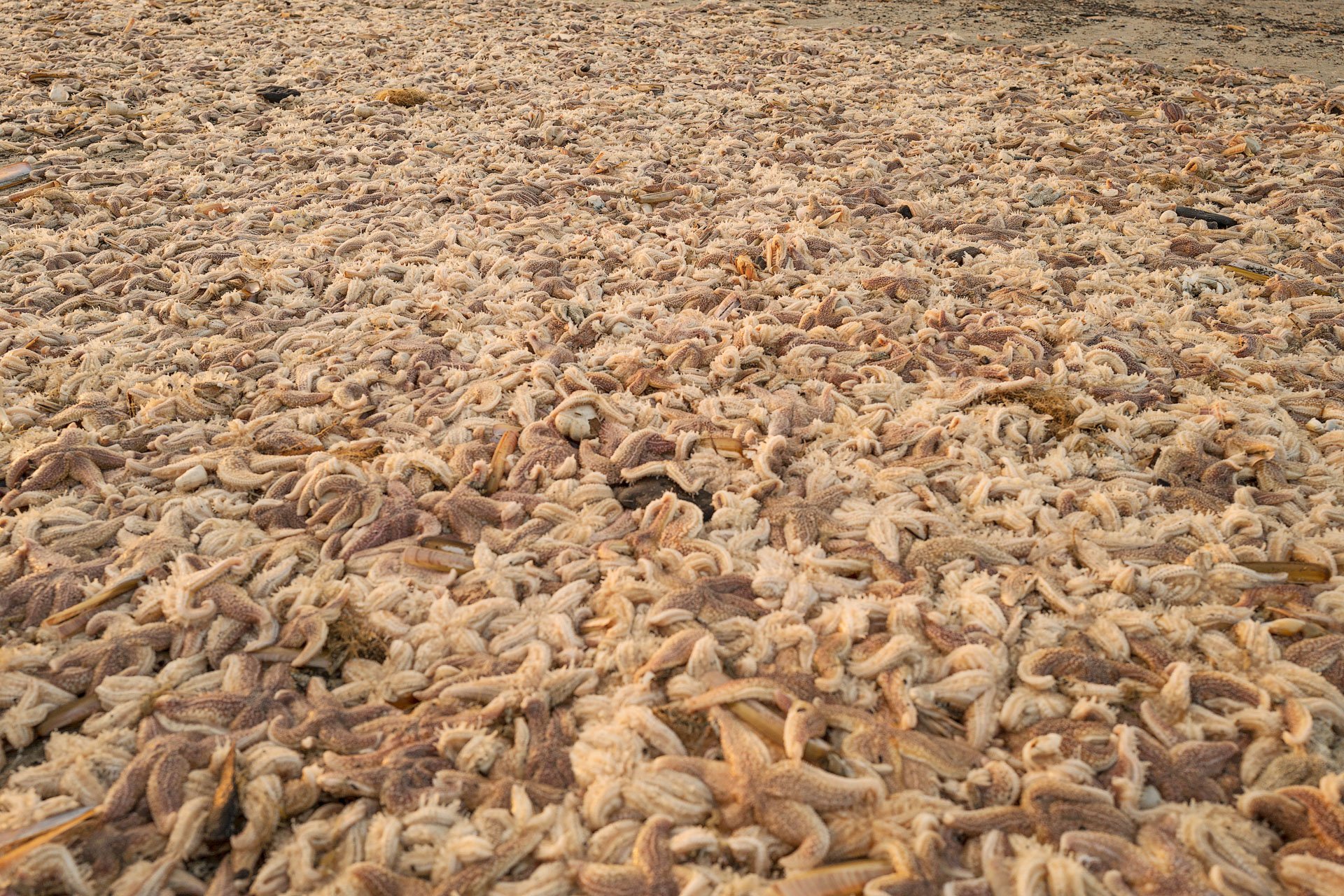 Many starfish washed onto a sandy shore